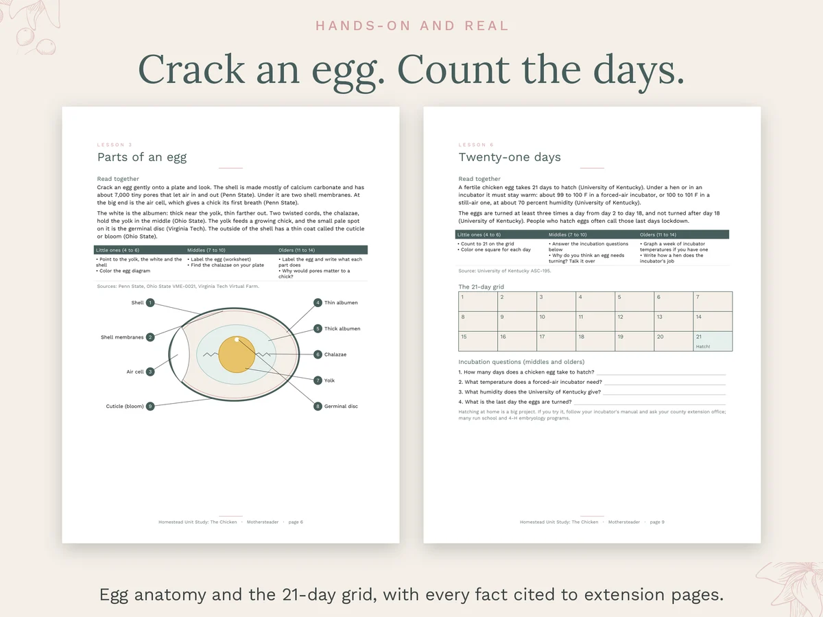 Parts of an egg and the 21-day grid
